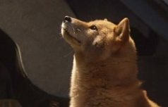 hiyokko121-犬