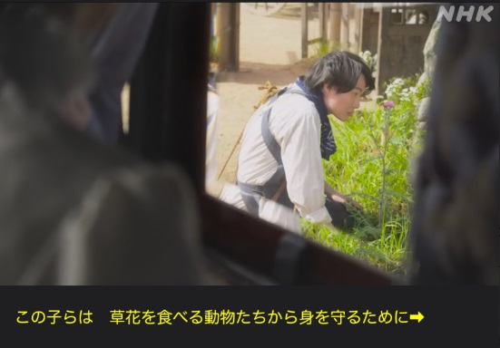 NHK朝ドラ【らんまん】感想　第50回 (第10週　金曜日)