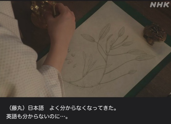 HK朝ドラ【らんまん】感想　第53回 (第11週　水曜日)