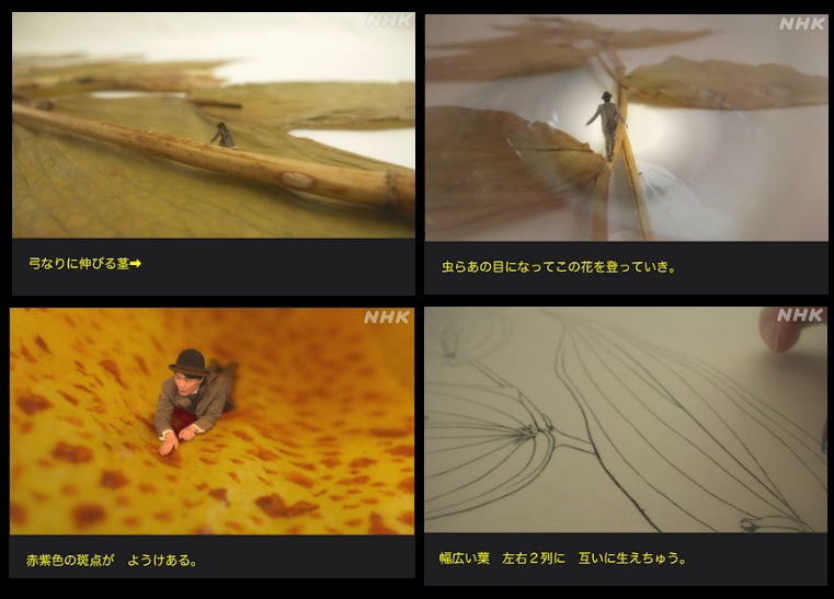 NHK朝ドラ『らんまん』感想 第75回 (第15週 金曜日)