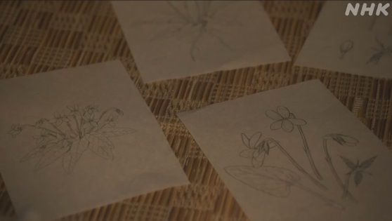 NHK朝ドラ『らんまん』感想 第90回 (第18週 金曜日)