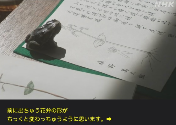 NHK朝ドラ『らんまん』感想　第96回 (第20週　月曜日)
