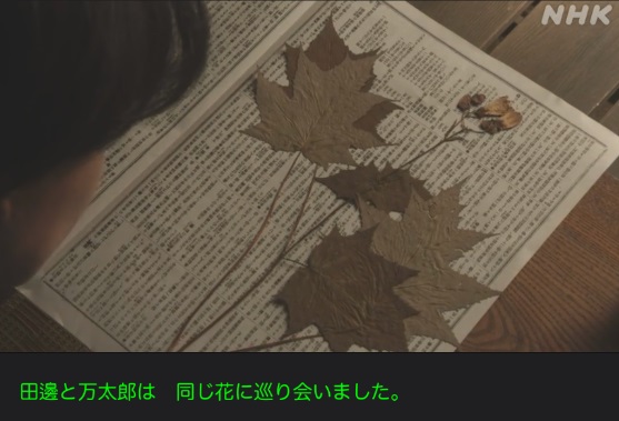 NHK朝ドラ『らんまん』感想　第99回 (第20週　木曜日)